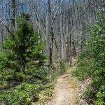 Red Spruce on the Farlow Gap Trail