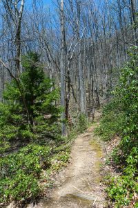 Red Spruce on the Farlow Gap Trail