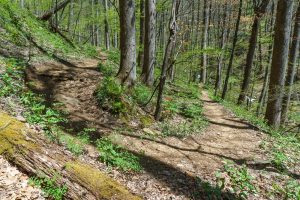 Farlow Gap Trail Switchback