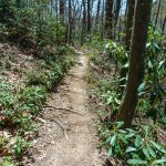 Farlow Gap Trail through Rhododendron
