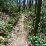 Farlow Gap Trail through Rhododendron