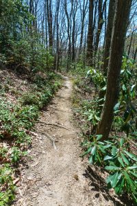 Farlow Gap Trail through Rhododendron