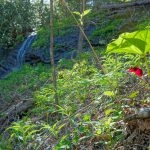 Trillium Beside Small Waterfall