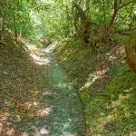 Long Branch Trail Gully