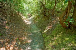 Long Branch Trail Gully