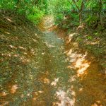 Erosion Gully on the Long Branch Trail