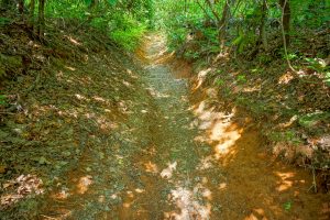 Erosion Gully on the Long Branch Trail