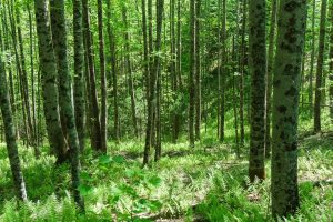 Fern-Covered Slope on Long Branch Trail