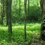 Fern Filled Woods on the Long Branch Trail