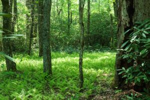 Fern Filled Woods on the Long Branch Trail