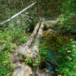 Log Bridge on the Long Branch Trail