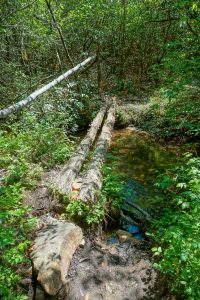 Log Bridge on the Long Branch Trail