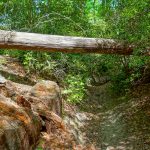 Log Over Erosion Gully on Long Branch Trail