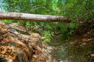 Log Over Erosion Gully on Long Branch Trail