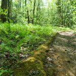 Mossy Fern Margin on the Long Branch Trail