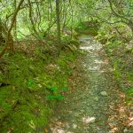 Mossy Gulch on the Long Branch Trail