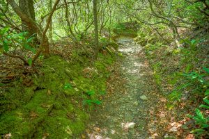 Mossy Gulch on the Long Branch Trail