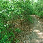 Mountain Laurel Bloom on the Long Branch Trail