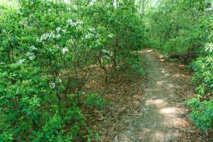 Mountain Laurel Bloom on the Long Branch Trail