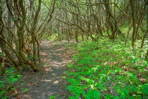 Mountain Laurel on Long Branch