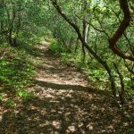 Old Road North of the Creek on the Long Branch Trail