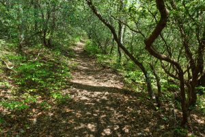 Old Road North of the Creek on the Long Branch Trail