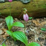 Pink Lady's Slipper