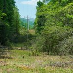 Long Branch Trail Near FS 475