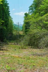 Long Branch Trail Near FS 475