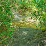 Crossing of Searcy Creek on the Long Branch Trail