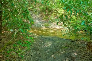 Crossing of Searcy Creek on the Long Branch Trail