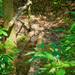 Log Bridge over Searcy Creek