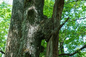 Trees Attached