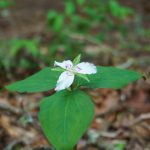 Trillium on the Long Branch Trail