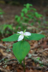 Trillium on the Long Branch Trail