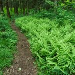 Ferns near the Black Mountain Campground Trailhead