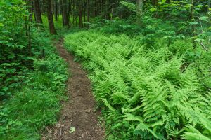 Ferns near the Black Mountain Campground Trailhead