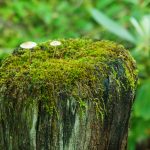 Mossy Old Post on the Briar Bottom/River Loop Trail