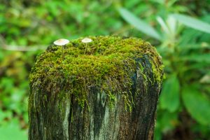 Mossy Old Post on the Briar Bottom/River Loop Trail