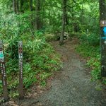 Start of the Mount Mitchell Trail