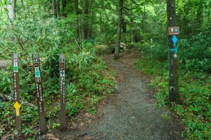 Start of the Mount Mitchell Trail