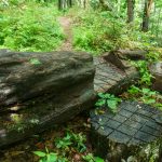 Cut out on a Big Log on the River Loop Trail