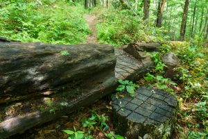 Cut out on a Big Log on the River Loop Trail