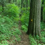 Big Oak on the River Loop Trail