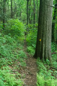 Big Oak on the River Loop Trail