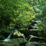 Cascade on Camp Creek