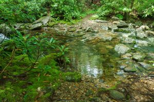 River Loop Trail Camp Creek Crossing