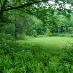 Fern-Lined Meadow on the River Loop Trail