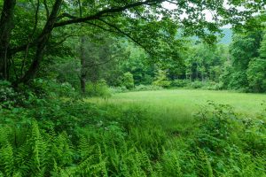 Fern-Lined Meadow on the River Loop Trail