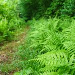 Ferns Along the River Loop Trail